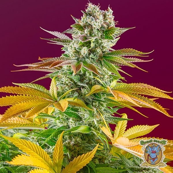 Visualizzazione Planta de marihuana