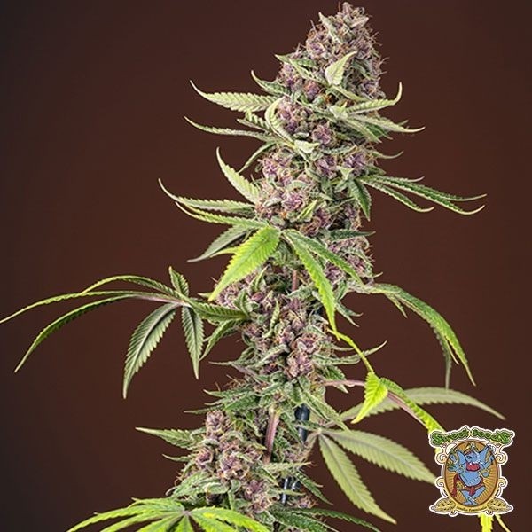 Visualizzazione Planta de marihuana