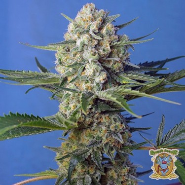 Visualizzazione Planta de marihuana