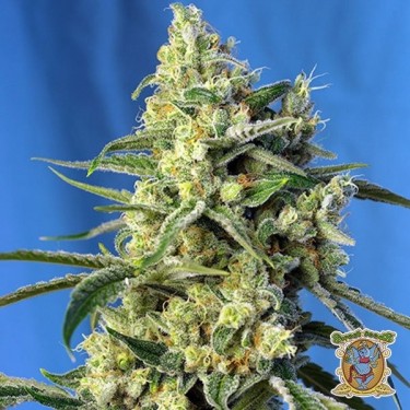 Sweet Amnesia Haze