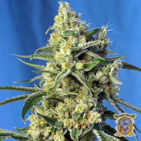 Sweet Amnesia Haze