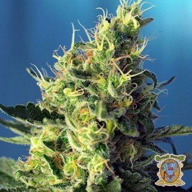 Planta de marihuana