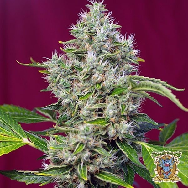 Visualizzazione Planta de marihuana