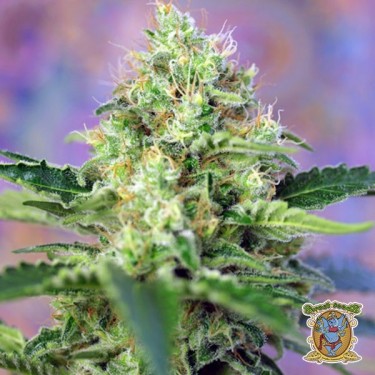 Crystal Candy