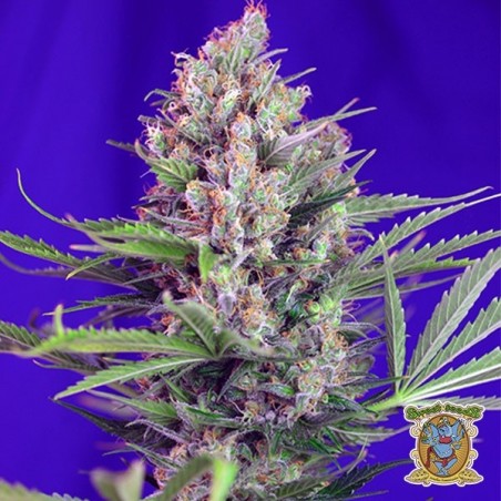 Cream Mandarine F1 Fast Version®