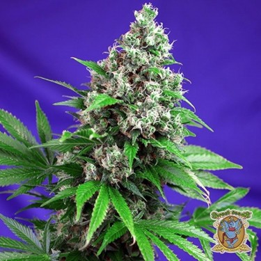 Visualizzazione Planta de marihuana