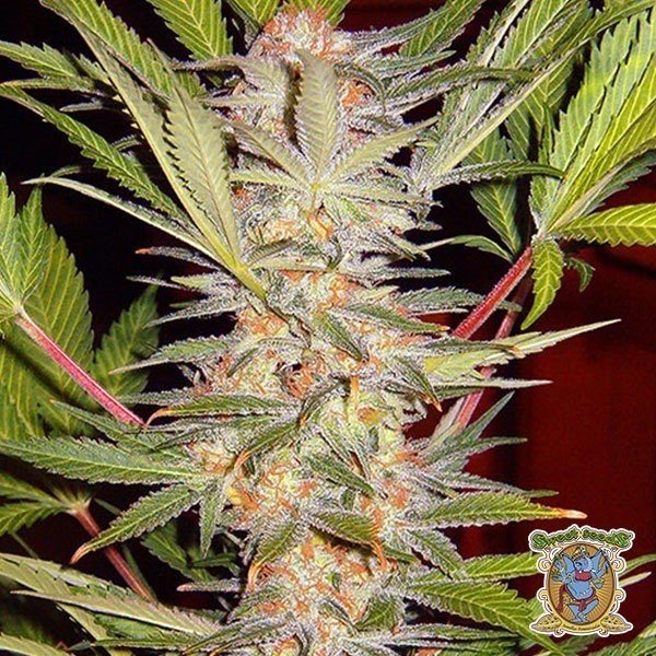 Visualizzazione Planta de marihuana