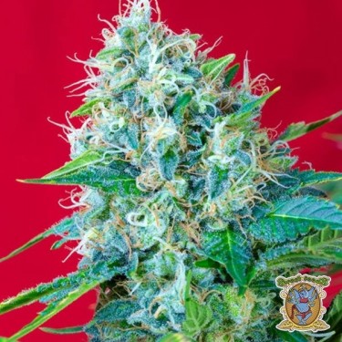 Green Poison