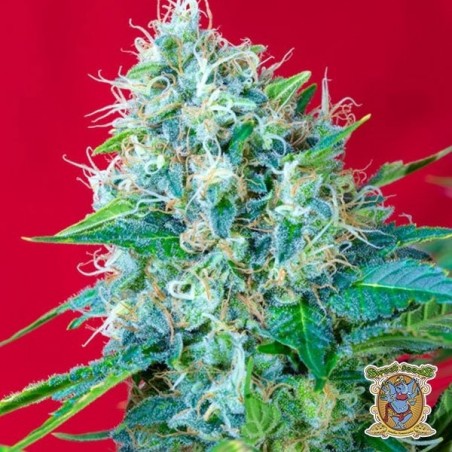 Green Poison di Sweet Seeds