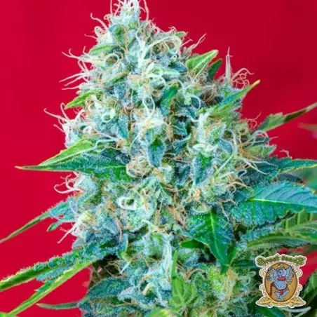 Green Poison di Sweet Seeds