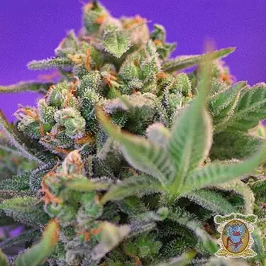 Sweet Cheese F1 Fast Version di Sweet Seeds.