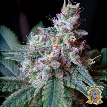 Visualizzazione Planta de marihuana