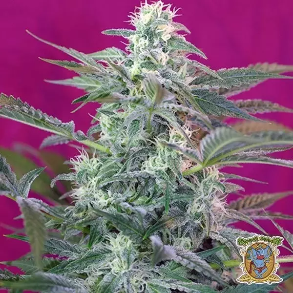 Visualizzazione Big Foot planta de marihuana