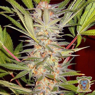 SAD Sweet Afgani Delicious S1