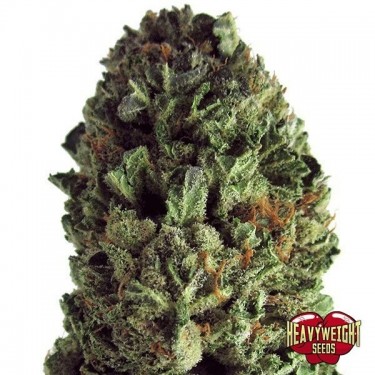 Visualizzazione Planta de marihuana