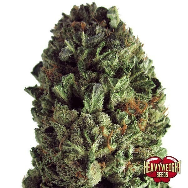 Visualizzazione Planta de marihuana