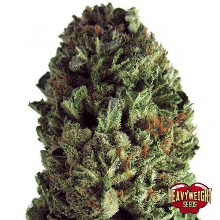 Planta de marihuana