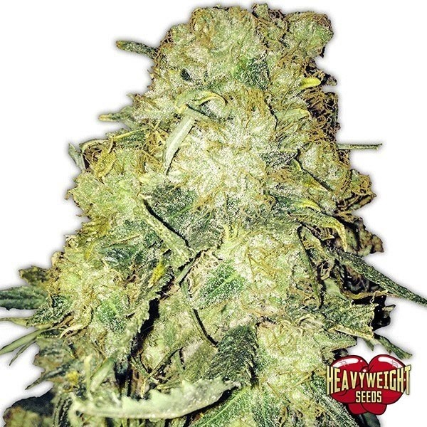 Visualizzazione Planta de marijuana Goldmine