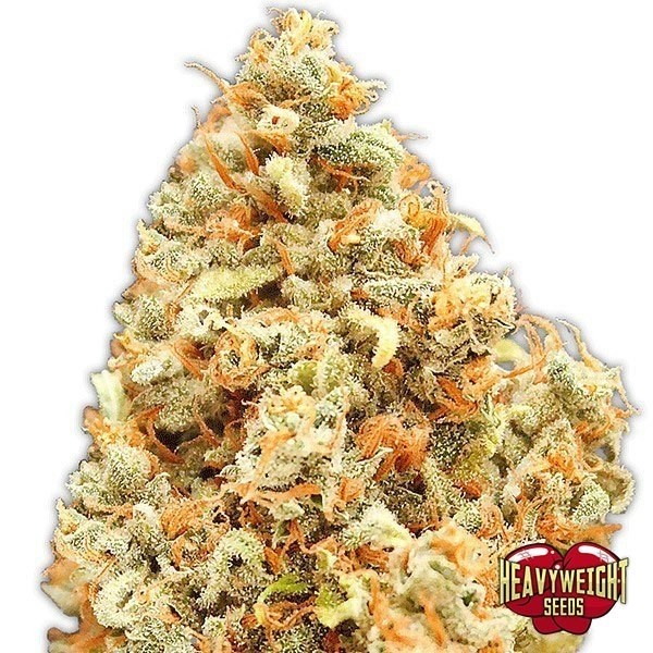 Visualizzazione Planta de marihuana