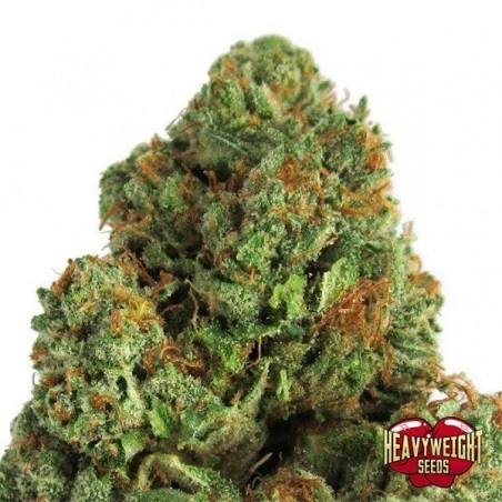 Pianta di marijuana