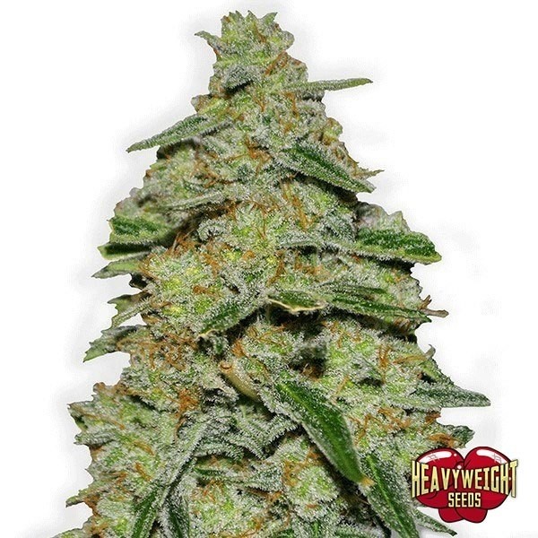 Visualizzazione Planta de marihuana