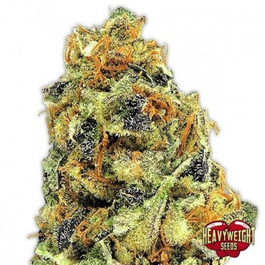 K.O. Kush