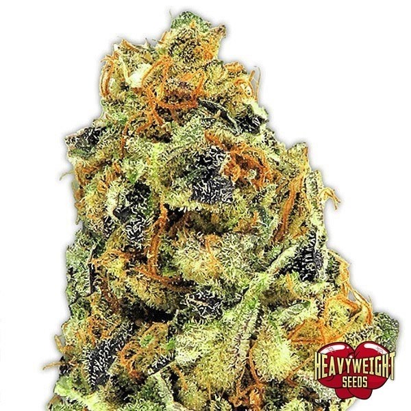 Visualizzazione Planta de marihuana