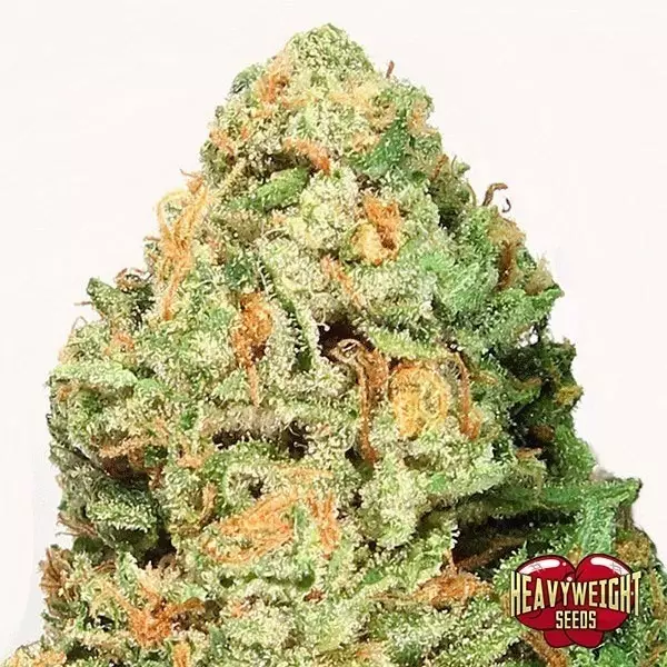 Visualizzazione Planta de marihuana