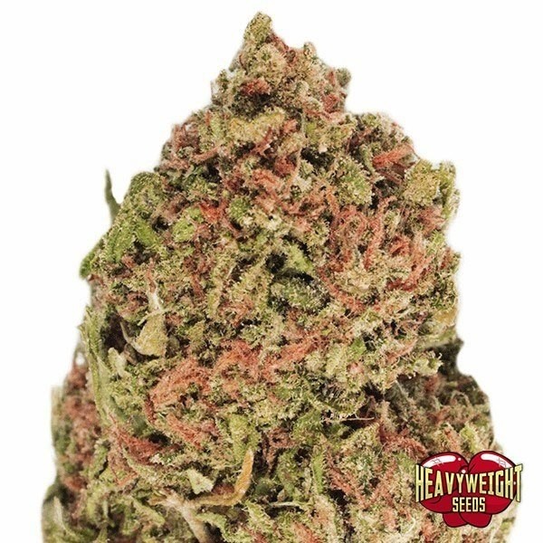 Visualizzazione Planta de marihuana