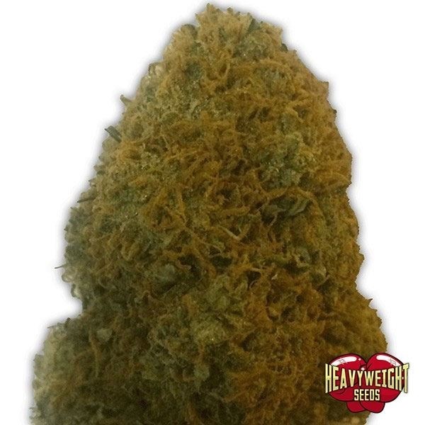 Visualizzazione Planta de marihuana