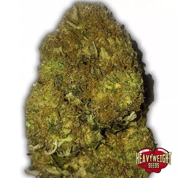 Visualizzazione Planta de marihuana