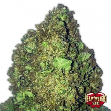 Short & Sweet Auto