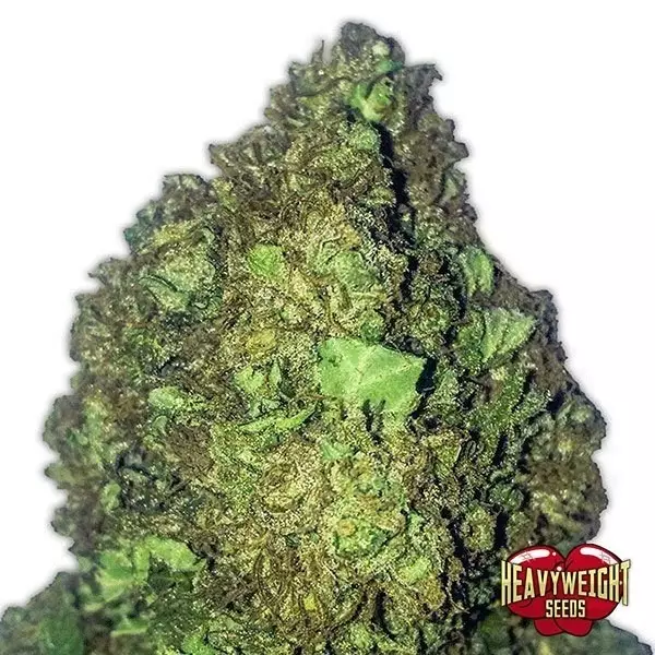 Visualizzazione Planta de marihuana