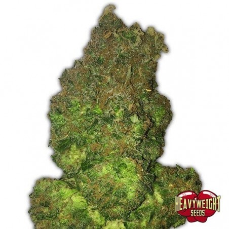 Pianta di marijuana