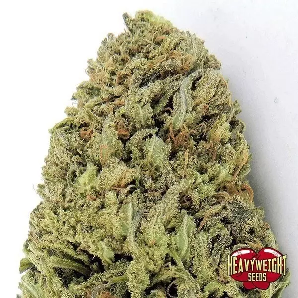 Visualizzazione Planta de marihuana