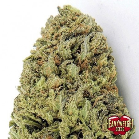 Pianta di marijuana