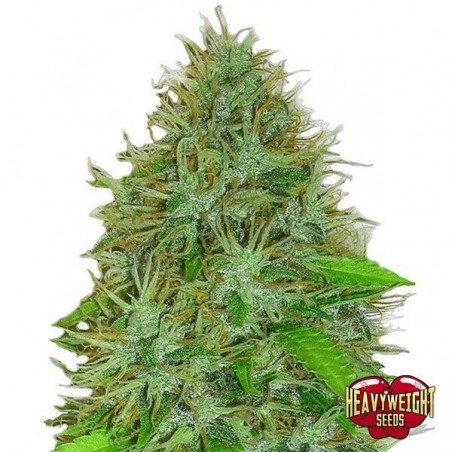 Planta de marihuana