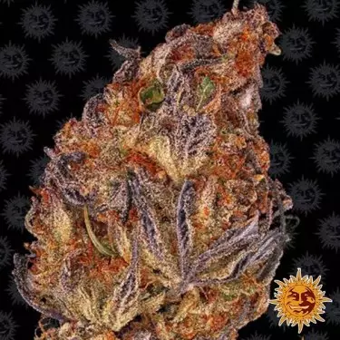 Runtz Auto semi autofiorenti Barney's Farm