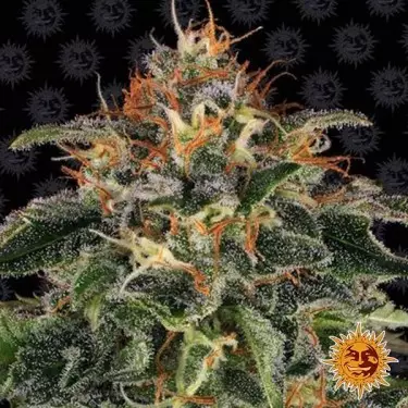 Moby Dick femminizzata di Barney's Farm