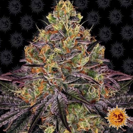 Watermelon Zkittlez semi Barney's Farm