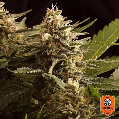 Colombian Jack planta de marihuana