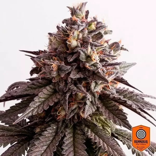 Pianta di marijuana Gelato-K