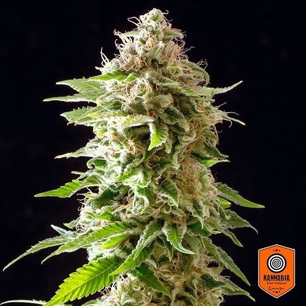 Visualizzazione Cookies Haze planta de marihuana