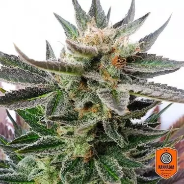 Sativa Dream di Kannabia Seeds femminilizzata