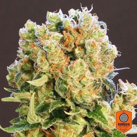 Diesel Glue varietà femminizzata di Kannabia - Grow Barato