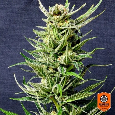 Karibbean Mango planta de marihuana