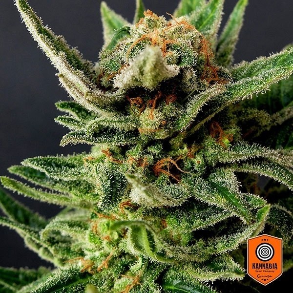 Visualizzazione Gypsy Kush di Kannabia Seeds femminilizzata.