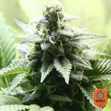 Kreamy Karamel del banco Kannabia Seeds.