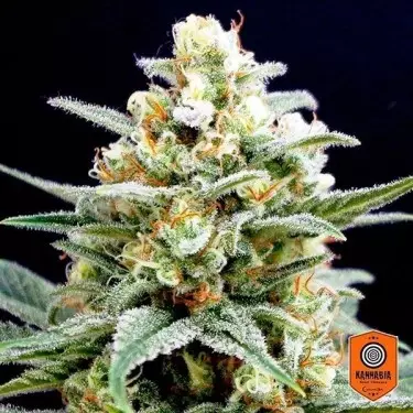 Kritikal K di Kannabia Seeds femminilizzata.