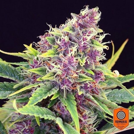 Purple Kush femminilizzata Kannabia Seeds.